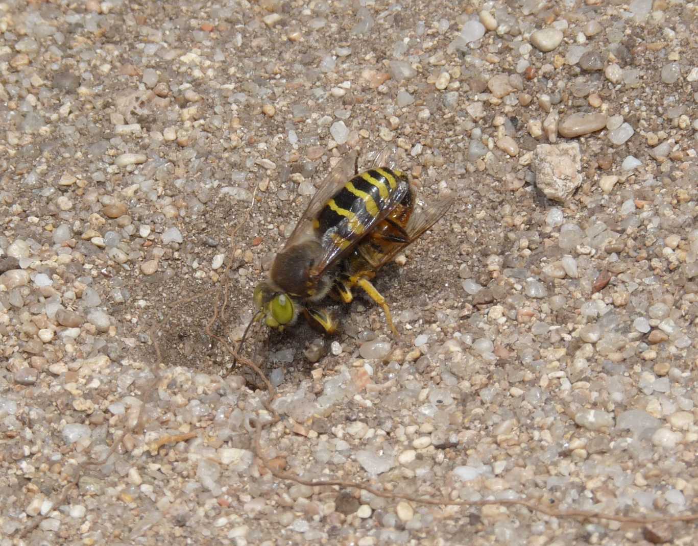 Crabronidae: Bembix cfr. rostrata